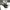 Flagship Grimlock Auto-converting Robot (Collector's Edition)